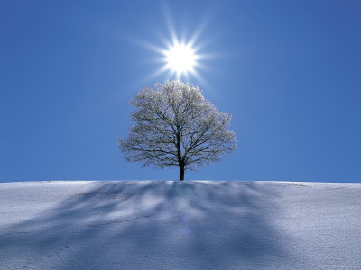 sun-snow-tree