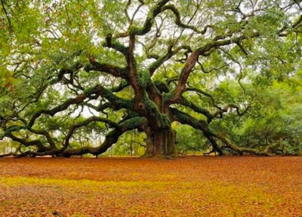 giant oak trees-around-the-world