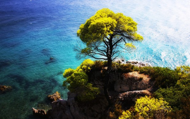 tree on a cliff