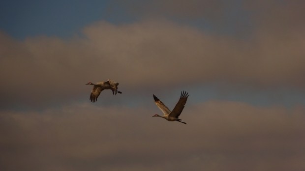 sandhill cranes
