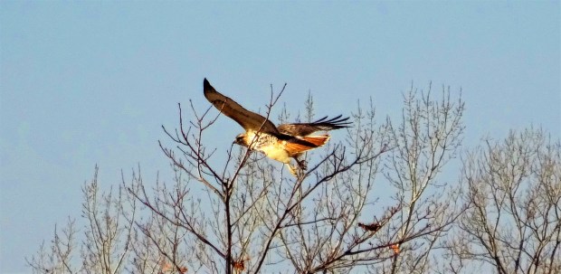 Red-tailed hawk