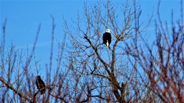 Two Eagles Spying The Platte