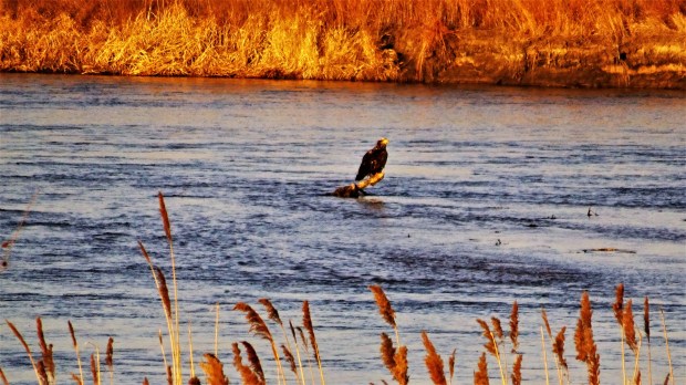 Immature Bald Eagle on the Platte