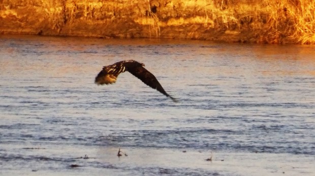 Fishing Bald Eagle