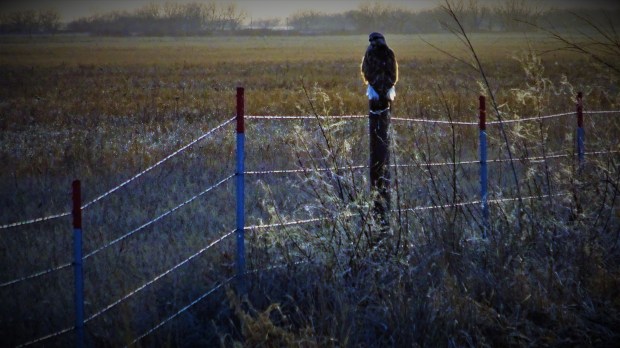 hawk near Alda, NE