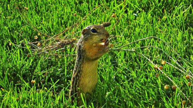 ground squirrel 