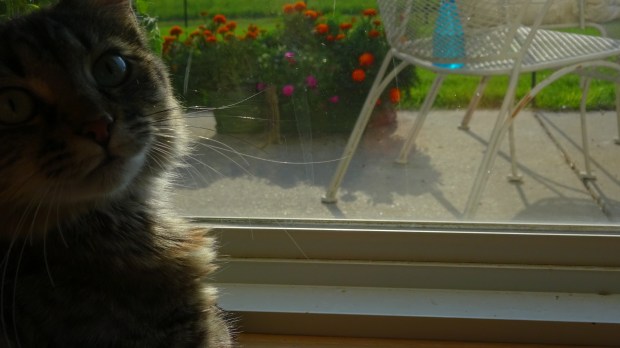 Maine Coon watching ground squirrel