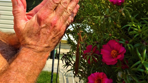 Praying with A Praying Mantis