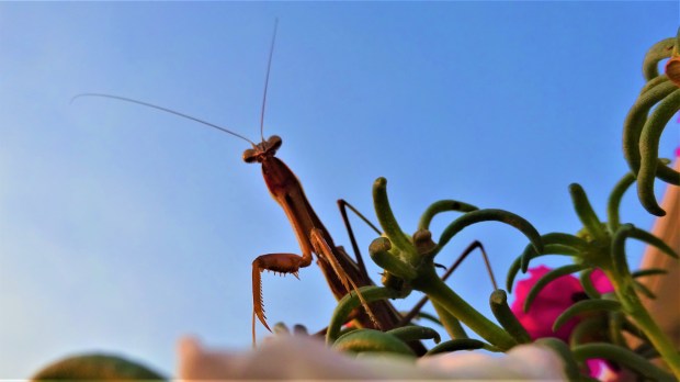 Mantis vs. Man