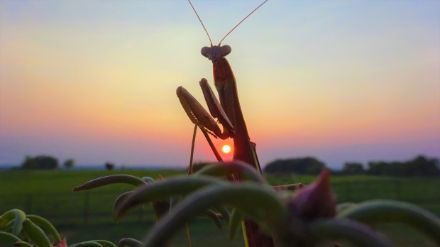 Praying Mantis