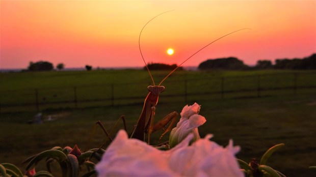 Johnny Mantis sunset