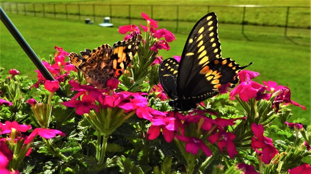 Swallowtail Nad Painted Lady