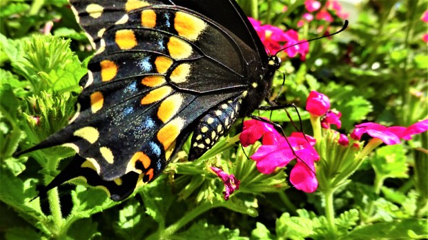 A male Black Swallowtail