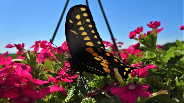 profile of a Black Swallowtail