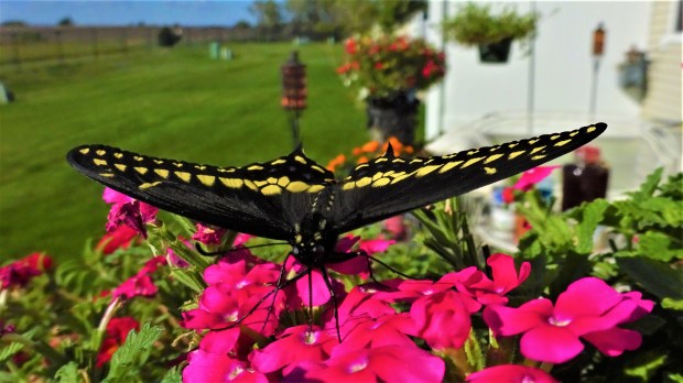 Black Swallowtail spread-eagle