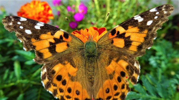 Painted Lady spread-eagle