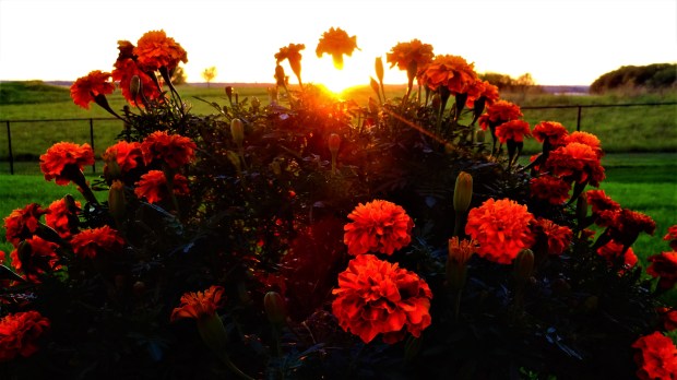 Marigold sunset