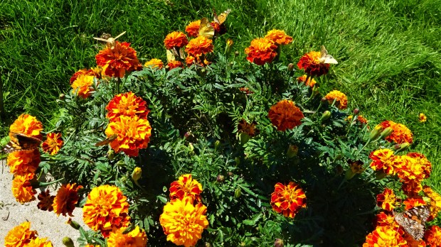 menagerie of butterflies