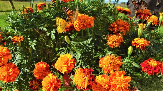 butterfly feeding frenzy