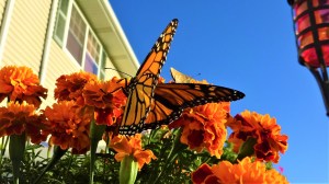 Monarch sky-view seats