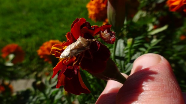 Stinkbug eating worm