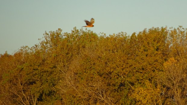Northern Harrier hunting