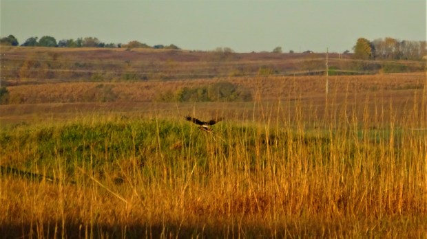 Harrier landing