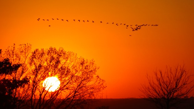 Great Plains great birds
