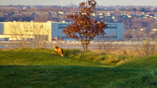 Fox looking back at UT