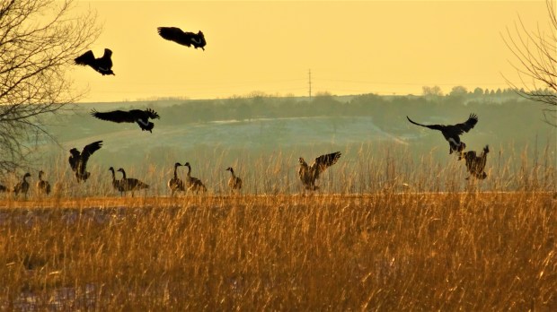 Canadian Geese landing on golf course