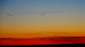 geese in alignment