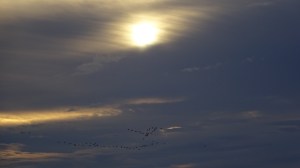 geese under the radar