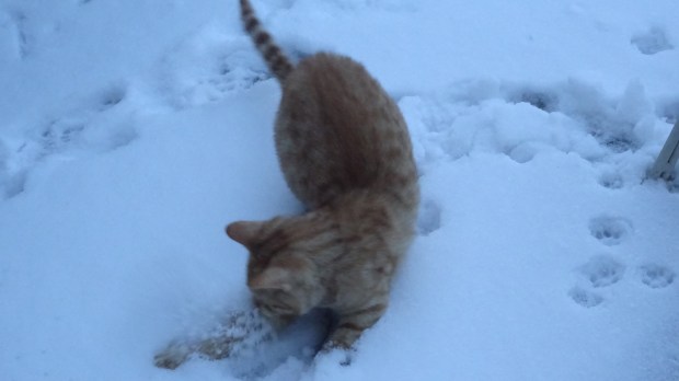 Rudy's first romp in the snow