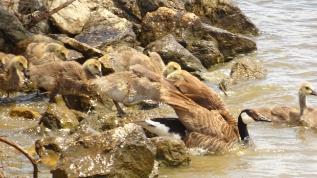 Baby Geese at Oak Lake