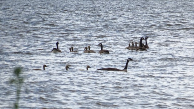 Geese learning to stay in line