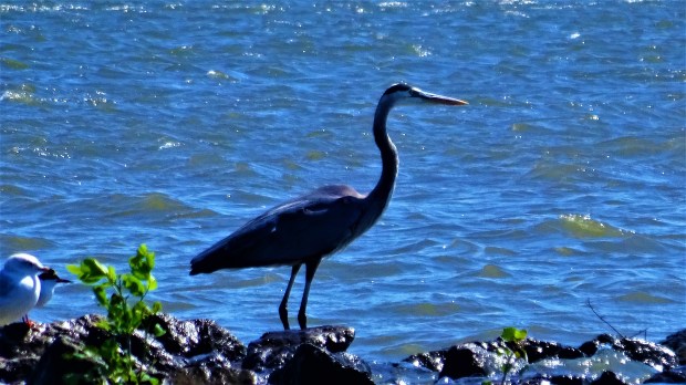 Blue Heron ready to fly