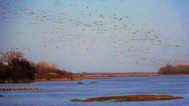 Cranes Over The Platte