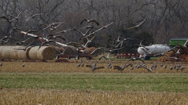 Cranes taking flight