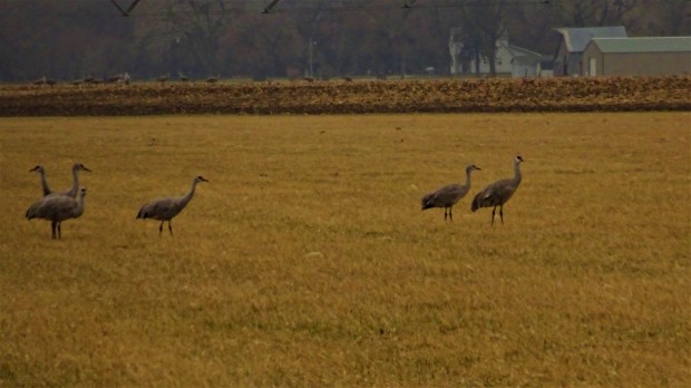 Raising Crane in the morning