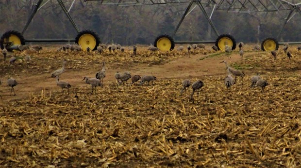 Cranes behind the wheel