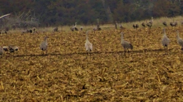 Rare Whooping Crane?