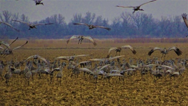 Sandhill Crane take-off