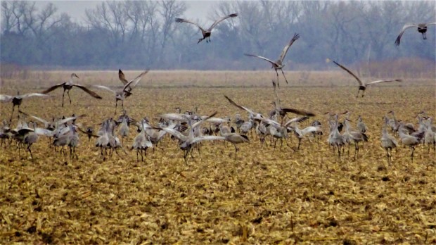 Sandhill Crane takeoff 