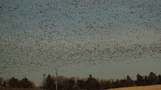 Grand Island Snow Geese