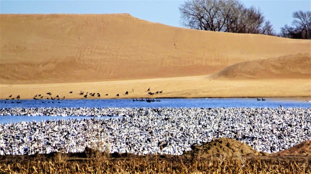 Sandhill swim, snow geese
