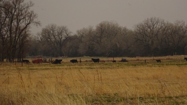 Until the cows come home...