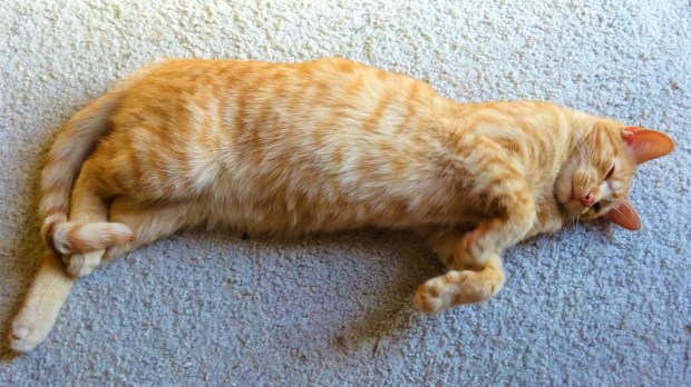 Rudy stirring to life