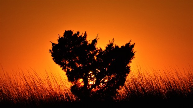 The Burning Heart Bush