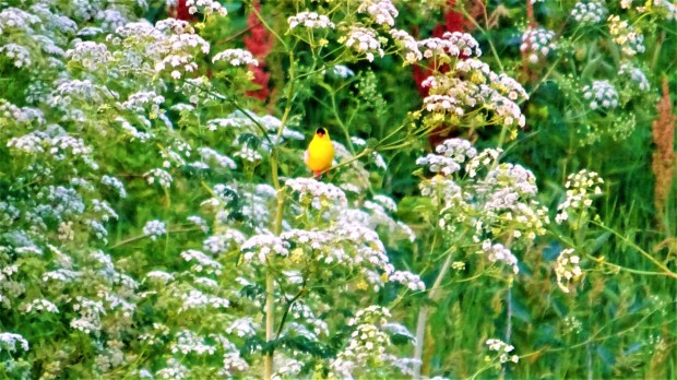 Goldfinch hiding