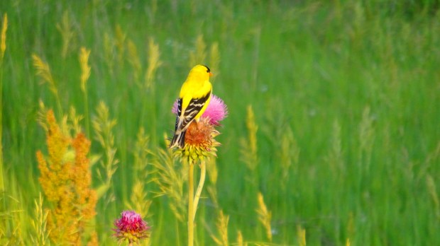 Highland's Goldfinch